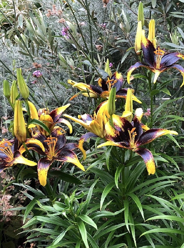 Лилия Лайон Харт